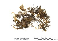 藏品(小蔓苔)的圖片